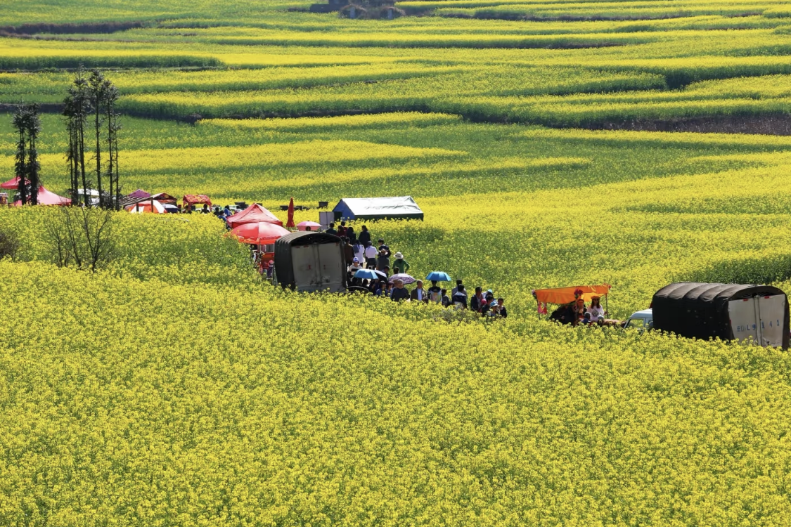 Luoping Rapeseed Flower Sea